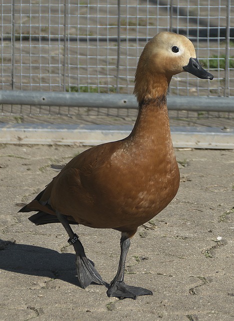 碰撞
